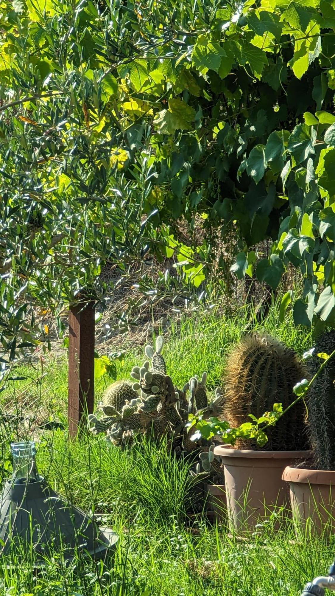 La Quinta Decima Bioagriturismo Fattoria Spedaletto Buitenkant foto